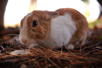 Wild rabbits in the park