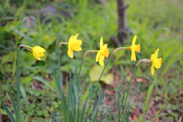 봄을 알리는 봄의 전령사 꽃 Spring's messenger flower