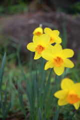 봄을 알리는 봄의 전령사 꽃 Spring's messenger flower