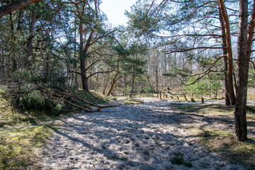 Fototapeta premium Rundweg durch Kiefernwald im Naturschutzgebiet Besenhorster Sanddünen in Geesthacht