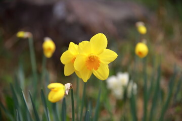Obraz premium 봄을 알리는 봄의 전령사 꽃 Spring's messenger flower