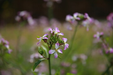 봄을 알리는 봄의 전령사 꽃 Spring's messenger flower