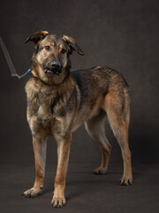 portrait of a beautiful dog on a brown canvas. Mix of breeds. Pet in the studio, artistic photo on the background