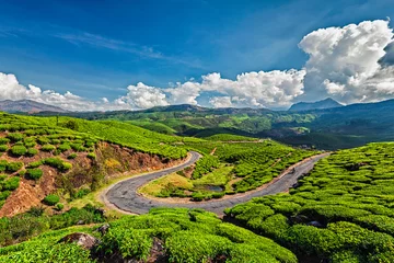 Foto op Canvas Road in tea plantations, India © Dmitry Rukhlenko