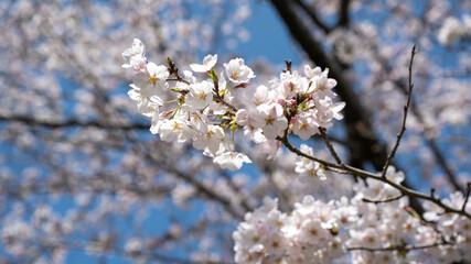 桜と青空