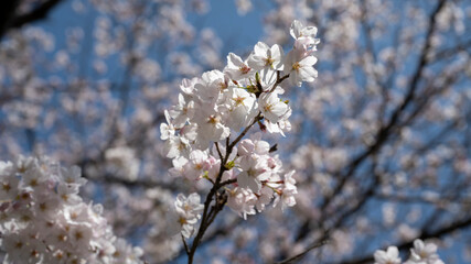 桜と青空