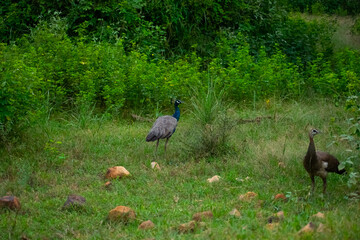 Obraz na płótnie Canvas Colorful Indian peacock or common peafowl freely roaming inside a dense forest of rajasthan. Green blue colored feathers seems so pretty with the natural green forest background. seen in Alwar india