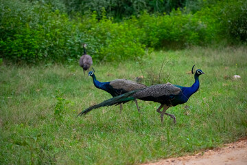 Colorful Indian peacock or common peafowl freely roaming inside a dense forest of rajasthan. Green ...