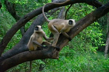 Two black monkeys sitting on a tree branch in dense forest in an indian village. Big tail black...