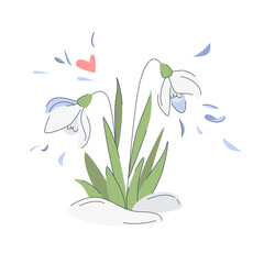 Cute snowdrops with leaves  in pastel colors. Spring snowdrops flowers in snow. Beautiful spring flowers. Spring concept.