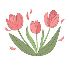 Cute tulips with leaves  in pastel colors. Spring pink flowers are isolated in white background. Beautiful flower present. Spring concept. - 496101072
