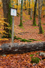 Information sign in the beech forest.