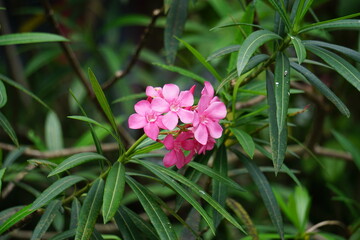 Nerium oleander (also called oleander, nerium, bunga mentega, bunga jepun) on the tree. Oleander sap can cause skin irritations, severe eye inflammation and irritation, and allergic reactions