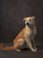 portrait of a beautiful dog on a brown canvas. Mix of breeds. Pet in the studio, artistic photo on the background