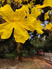 vibrant  yellow autumn  flowers in the park