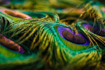 peacock feather close up, Peacock feather, Peafowl feather, Bird feathers.