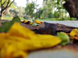 vibrant  yellow autumn  flowers in the park