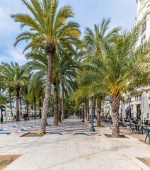 A view along the esplanade in the centre of Alicante on a spring day