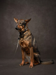 portrait of a beautiful dog on a brown canvas. Mix of breeds. Pet in the studio, artistic photo on the background