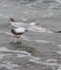 seagull in flight