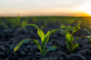 Sprouted green young corn on organic soil in a sunset. Plants cultivation. Agriculture.