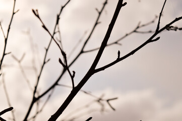 Fototapeta na wymiar tree branches against depressed gray sky. Branchs without leaves in winter. Symbol of depression apathy and depression.