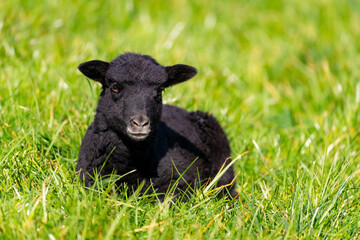 Cute new born baby black sheep or easter lamb with fluffy wool lying on a green meadow. Latest member of a flock of sheep in Sauerland Germany relaxing and enjoying warm springtime sun in March.