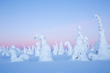 Fototapeta na wymiar Beautiful winter landscape with silent snowy trees at Finnish Lapland, Northern Europe