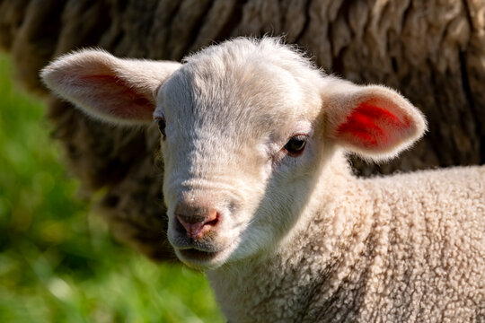 Easter lamb portrait (Ovis gmelini aries). Cute white baby sheep with translucent fluffy ears on a meadow in springtime. New born member of a big flock of sheep in Sauerland Germany on a sunny day.