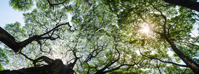 panorama banner background of tropical forest landscape scene for using in concept of environmental...