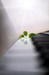 Romantic still life: a green sprout breaking through the piano keys as a symbol of spring