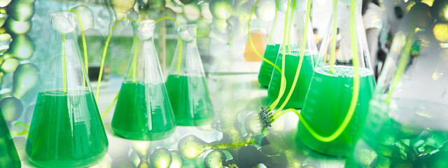 Photobioreactor in laboratory, algae fuel biofuel industry, plant treatment research in industrial...