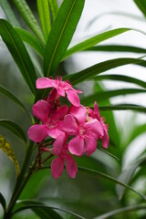 Nerium oleander (also called oleander, nerium, bunga mentega, bunga jepun) on the tree. Oleander sap can cause skin irritations, severe eye inflammation and irritation, and allergic reactions