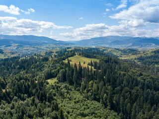 Naklejka premium Green mountains of Ukrainian Carpathians in summer. Coniferous trees on the slopes. Aerial drone view.
