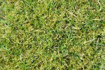 Moss texture. Vegetation in early spring, dry and green grass.
