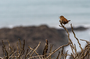 Wren, troglodytes troglodytes, singing from winter tree branches