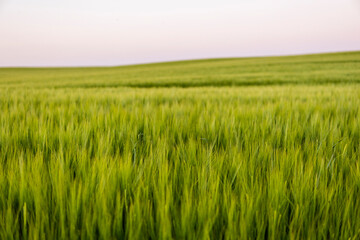 Landscape of fresh young unripe juicy spikelets of barley. Agricultural process. Agriculture.