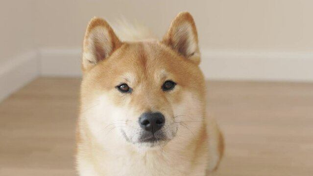 Portrait of a japanese red Shiba Inu dog. A cute shiba inu dog is looking at the camera.