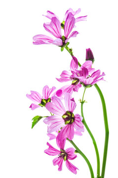 Malva Silvestris flowers pink color close-up on a white isolated background