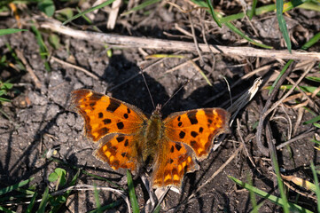 Polygonia c-album - Comma - Robert-le-Diable