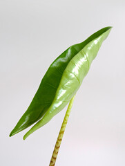 Closeup on an unfurling leaf of Elephant Ear houseplant, Alocasia zebrina Tiger, black and white striped stem, glossy textured, green and arrow shaped leaves. Isolated on white background, copyspace. 