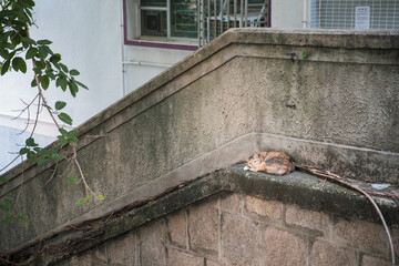 cute stray cat, resting outdoor, daytime, downtown, hong kong