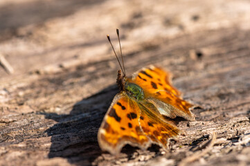 Polygonia c-album - Comma - Robert-le-Diable