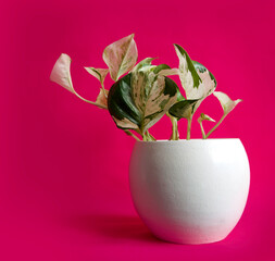 Tropical houseplant Epipremnum aureum Manjula Pothos also called 'Happy Leaves' in white pot. Isolated on bright Pink background, copy space. Variegated, marbled, white and green heart-shaped leaves.