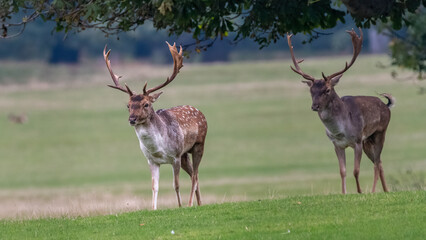 Pair of fallow deer stags (Dama dama), Norfolk, UK.