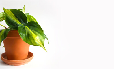 Houseplant Philodendron Scandens Brasil, sweetheart plant in pot. Close up of heart-shaped, variegated dark green leaves with strokes of yellow and lime green. Isolated on white background, copyspace