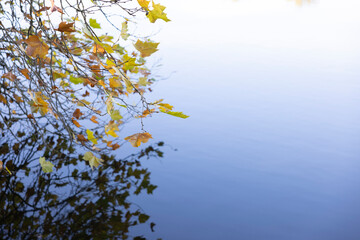 Leaf red yellow autumn color over a lake water