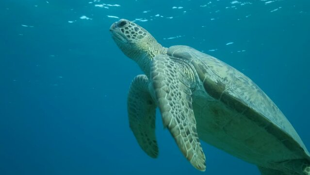Close-up, Sea turtle slowly fly to the up in the blue water in sunrays. Green Sea Turtle (Chelonia mydas) swim upward. Slow motion 