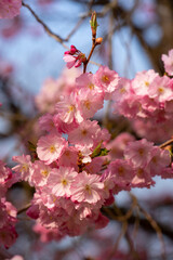 Fototapeta na wymiar Close up of pink cherry blossoms in bloom with yellow pollen, on a cherry tree, against a blue sky