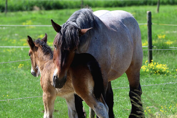 Fototapeta premium mare gently hugs foal in the meadow